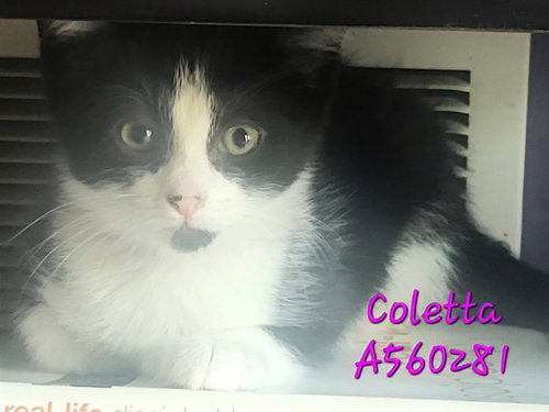 COLETTA