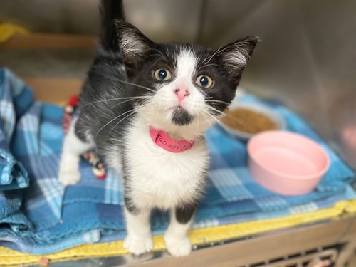 COLETTA, Baby Domestic Short Hair (medium coat), cat for adoption in Fort Wayne, Indiana