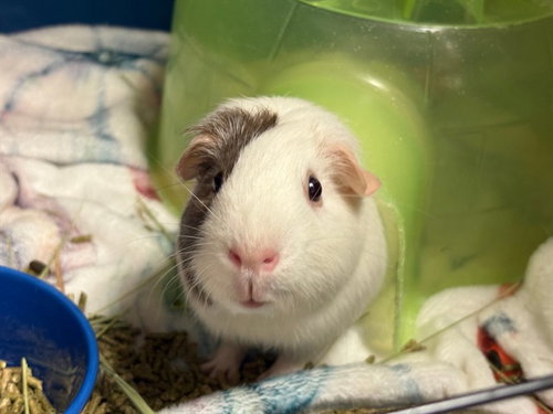 MARSHMALLOW