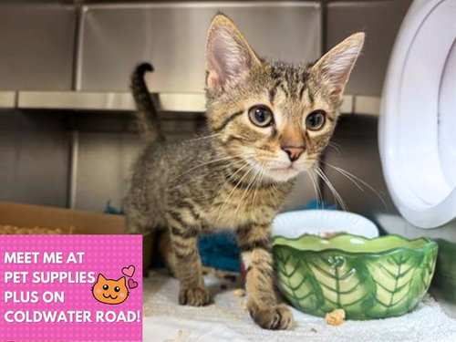 TURBO, Baby Domestic Short Hair (medium coat), cat for adoption in Fort Wayne, Indiana