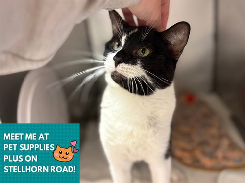 SLASH, Adult Domestic Short Hair (medium coat), cat for adoption in Fort Wayne, Indiana