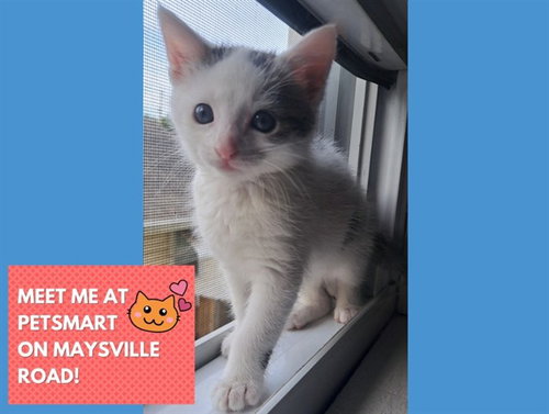 MILO