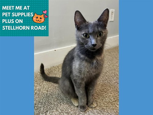 CHERRY, Young Domestic Short Hair (medium coat), cat for adoption in Fort Wayne, Indiana