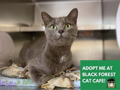 EMILY, Young Domestic Short Hair (medium coat), cat for adoption in Fort Wayne, Indiana