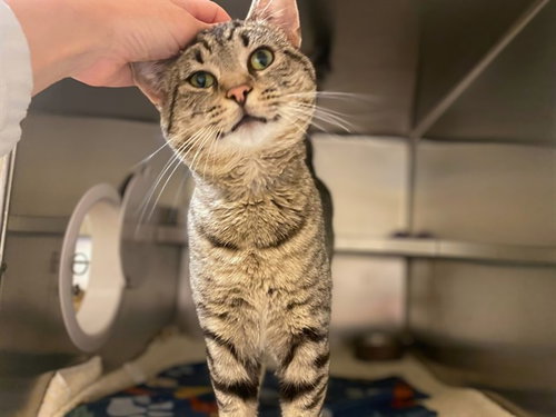 CHOWDER, Adult Domestic Short Hair (medium coat), cat for adoption in Fort Wayne, Indiana