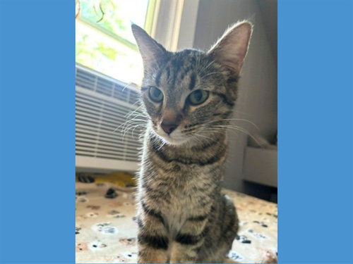 ALTA KAY, Adult Domestic Short Hair (medium coat), cat for adoption in Fort Wayne, Indiana