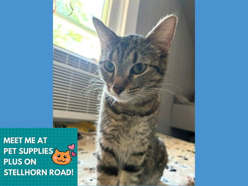 ALTA KAY, an adoptable Domestic Short Hair in Fort Wayne, IN