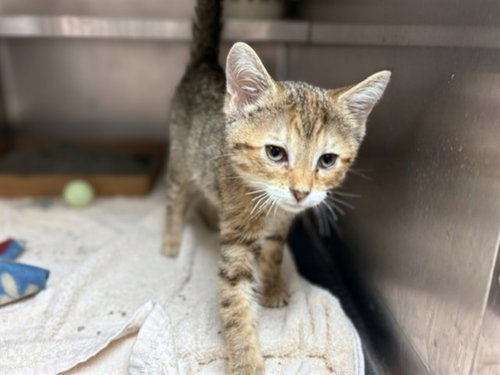 AMBER, Baby Domestic Short Hair (medium coat), cat for adoption in Fort Wayne, Indiana