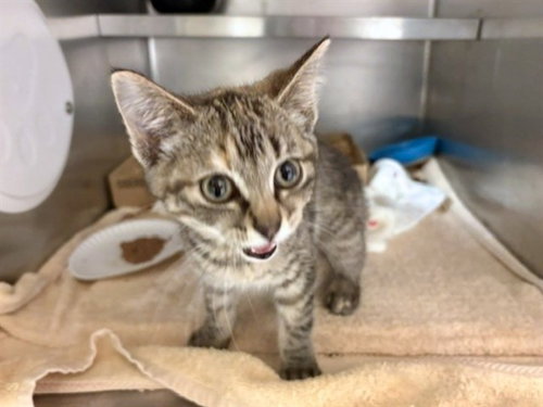MOLLY, Baby Domestic Short Hair (medium coat), cat for adoption in Fort Wayne, Indiana