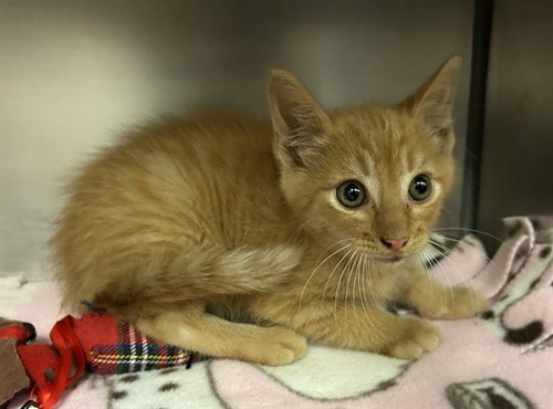 CHESTER CHEETAH, Baby Domestic Short Hair (medium coat), cat for adoption in Fort Wayne, Indiana