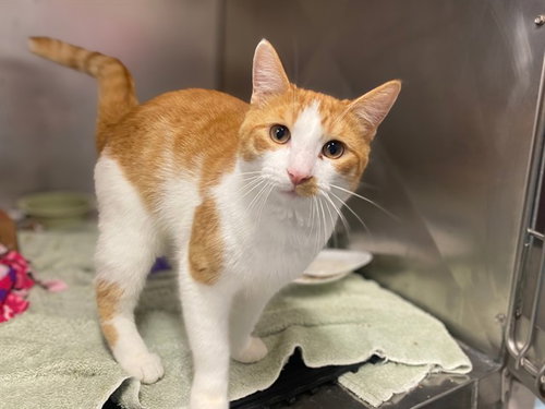 MONTY, Young Domestic Short Hair (medium coat), cat for adoption in Fort Wayne, Indiana