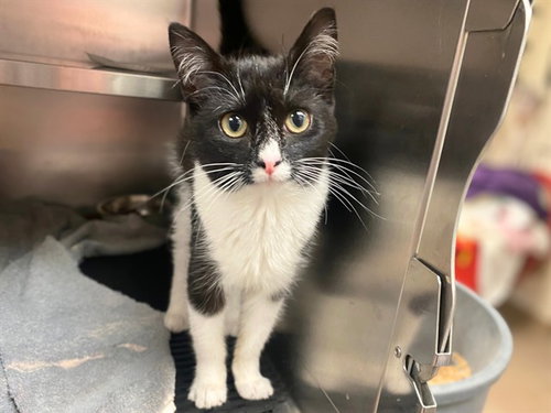 MIMI, Young Domestic Short Hair (medium coat), cat for adoption in Fort Wayne, Indiana