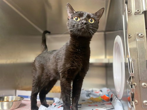 BABYCAKES, Young Domestic Short Hair (medium coat), cat for adoption in Fort Wayne, Indiana