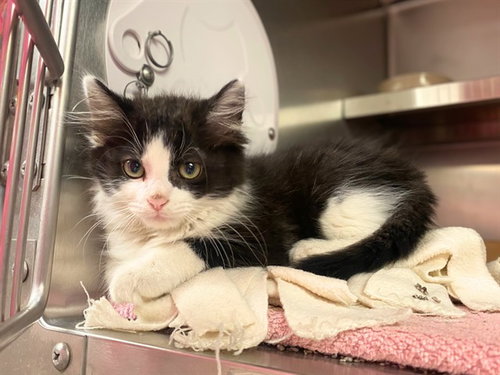 SONNY, Baby Domestic Short Hair (medium coat), cat for adoption in Fort Wayne, Indiana