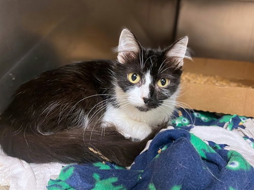 CRUELLA, Young Domestic Medium Hair (medium coat), cat for adoption in Fort Wayne, Indiana