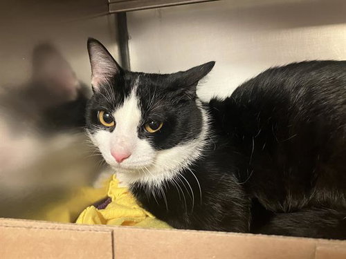MAX, Adult Domestic Short Hair (medium coat), cat for adoption in Fort Wayne, Indiana