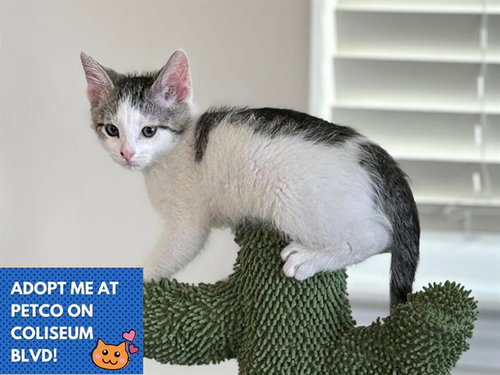 JERRY, Baby Domestic Short Hair (medium coat), cat for adoption in Fort Wayne, Indiana