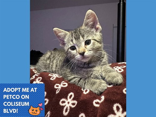BEN, Baby Domestic Short Hair (medium coat), cat for adoption in Fort Wayne, Indiana