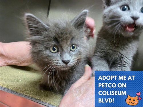 STERLING, Baby Domestic Long Hair (medium coat), cat for adoption in Fort Wayne, Indiana