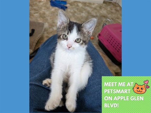 STAR, Baby Domestic Short Hair (medium coat), cat for adoption in Fort Wayne, Indiana