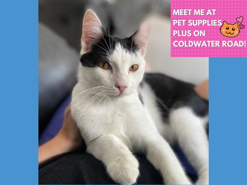SULLY, Baby Domestic Short Hair (medium coat), cat for adoption in Fort Wayne, Indiana