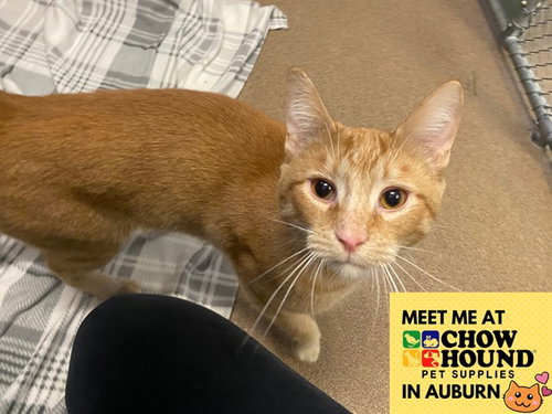 THEODORE, Young Domestic Short Hair (medium coat), cat for adoption in Fort Wayne, Indiana