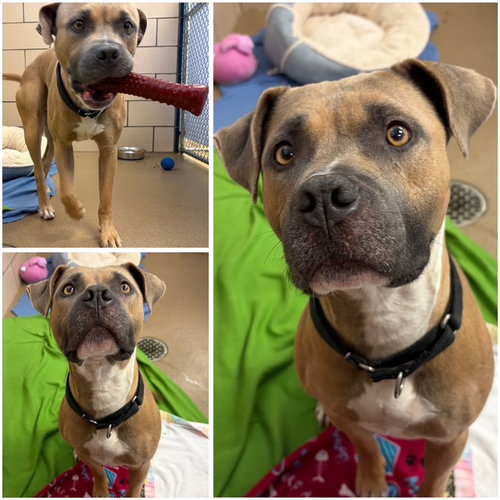 LANZO, an adoptable Pit Bull Terrier in Fort Wayne, IN