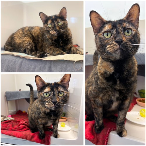 RIPLEY, an adoptable Domestic Short Hair in Fort Wayne, IN