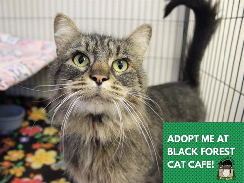 MARJORY, an adoptable Domestic Medium Hair in Fort Wayne, IN
