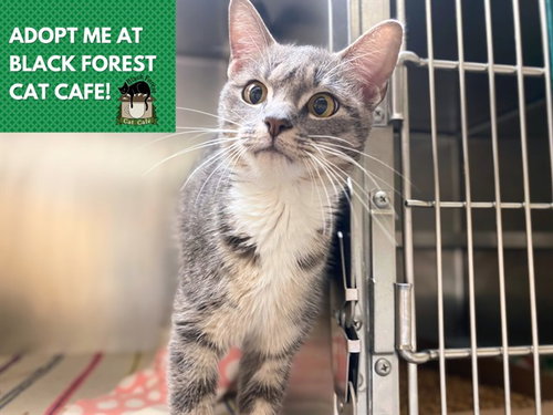 AURORA, an adoptable Domestic Short Hair in Fort Wayne, IN