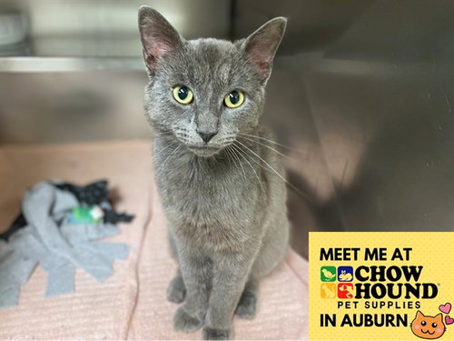RIO, an adoptable Domestic Short Hair in Fort Wayne, IN