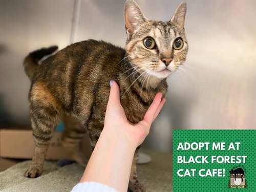 STORMI, an adoptable Domestic Short Hair in Fort Wayne, IN