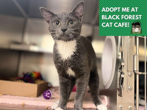 ZAZOO, an adoptable Domestic Short Hair in Fort Wayne, IN