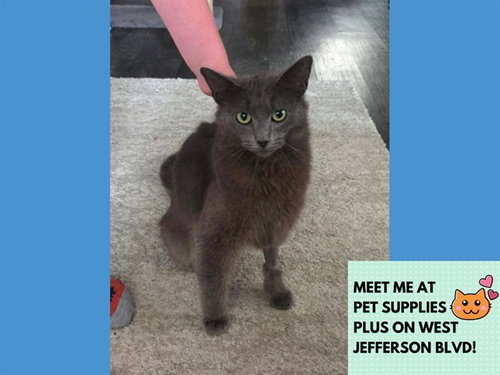 ARTEMIS, an adoptable Domestic Short Hair in Fort Wayne, IN