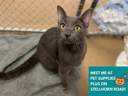 ASHER, an adoptable Domestic Short Hair in Fort Wayne, IN