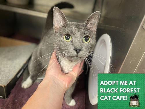 MAMA, an adoptable Domestic Short Hair in Fort Wayne, IN