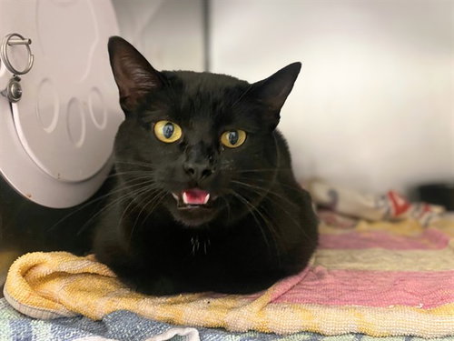 MEEKAH, an adoptable Domestic Short Hair in Fort Wayne, IN