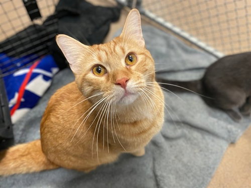 POPCORN, an adoptable Domestic Short Hair in Fort Wayne, IN