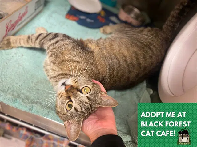 Skyla - Domestic Short Hair