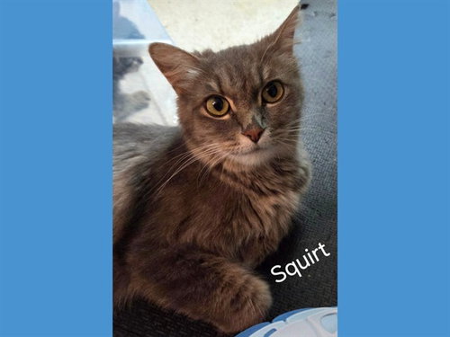 Squirt