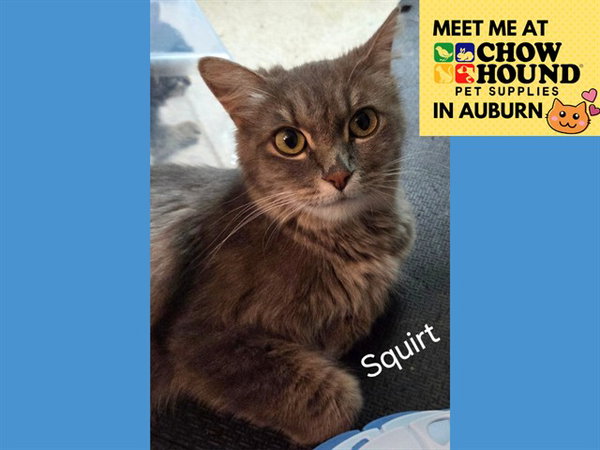 SQUIRT