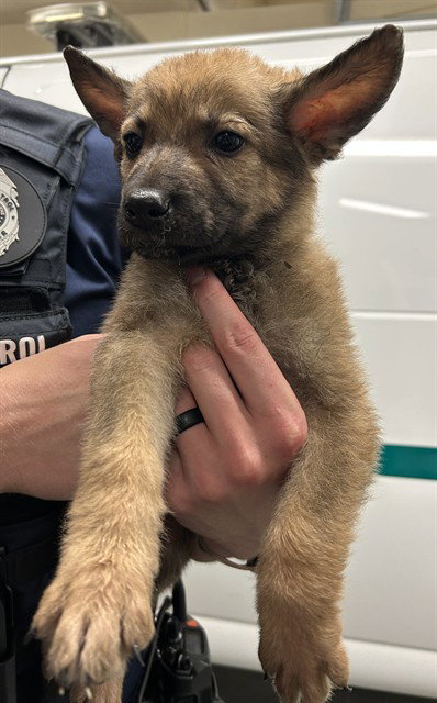 Nova