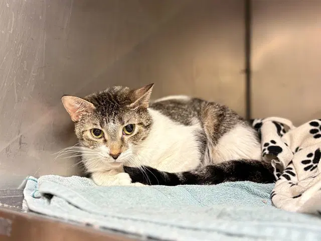 Lady - Domestic Short Hair