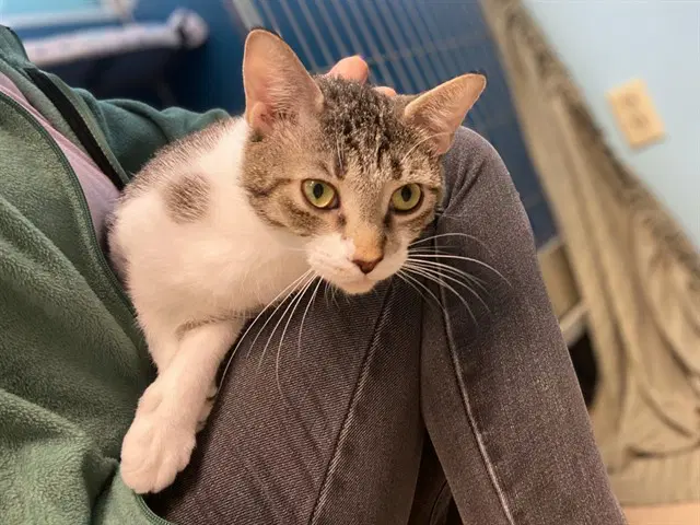 Lady - Domestic Short Hair