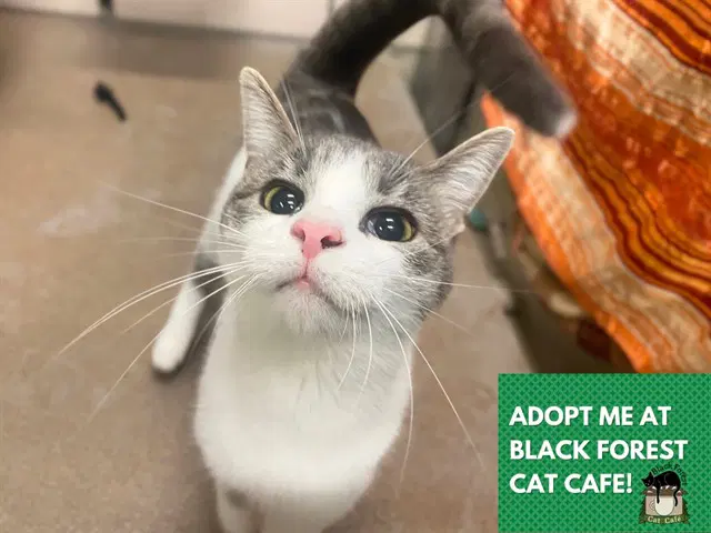 Jupiter - Domestic Short Hair