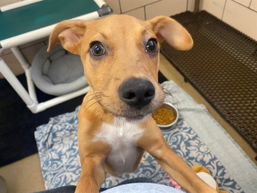 picture of the dog needing adoption