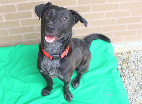 picture of the dog needing adoption