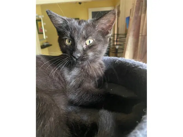 Bean - Domestic Short Hair
