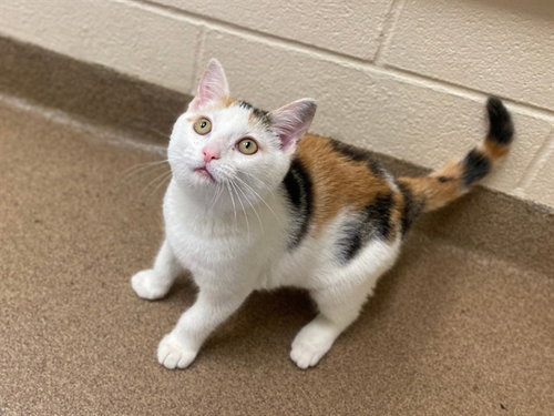picture of the cat needing adoption