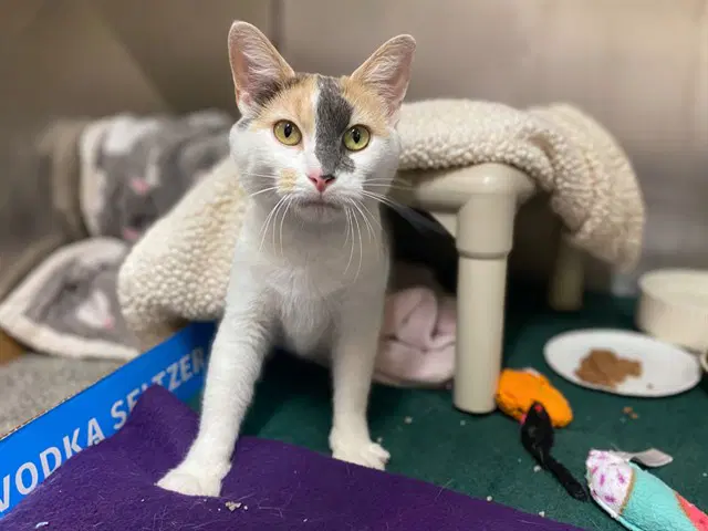Sidney Lou - Domestic Short Hair